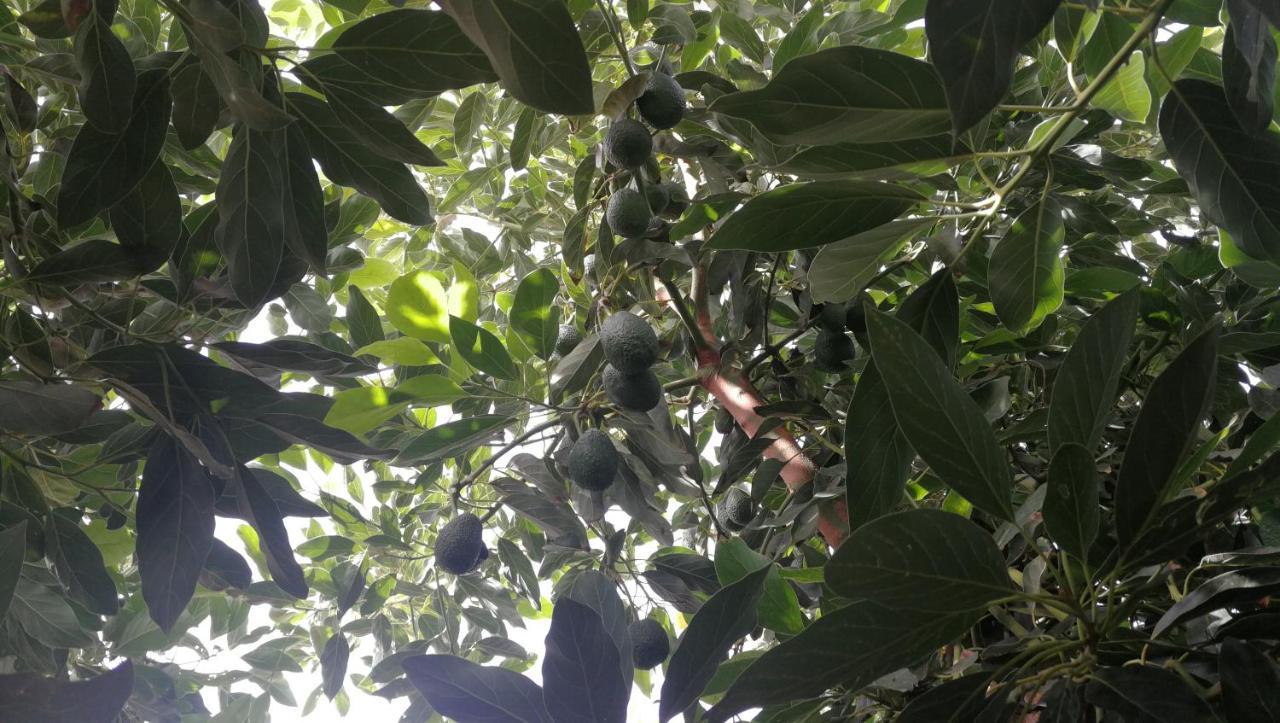 Lugares Comunes Affittacamere Los Realejos Esterno foto